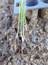 팜모닝 기타작물·병해충상담 게시글 이미지