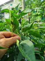 팜모닝 고추·병해충상담 게시글 이미지