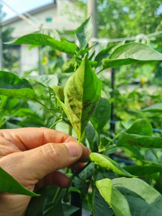 맹철영님의 고추 · 병해충상담 작성글 사진