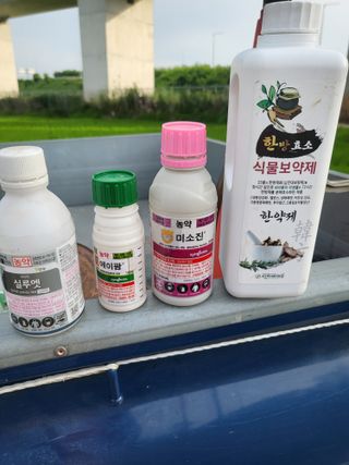 블랙베리 님의 고추 · 병해충상담 작성글 사진