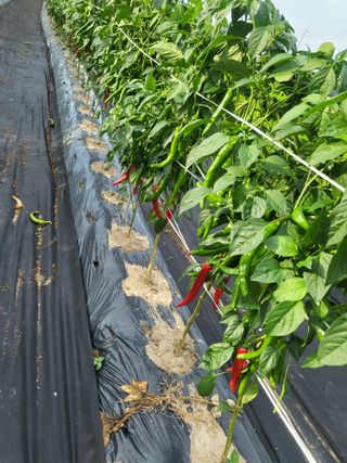 블랙베리 님의 고추 · 병해충상담 작성글 사진