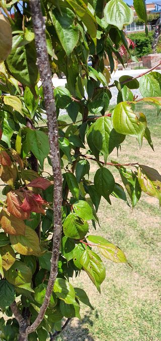 김경자님의 기타작물 · 병해충상담 작성글 사진