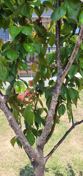 김경자님의 기타작물 · 병해충상담 작성글 사진