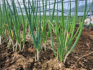 최정해님의 파 · 자유게시판 작성글 사진