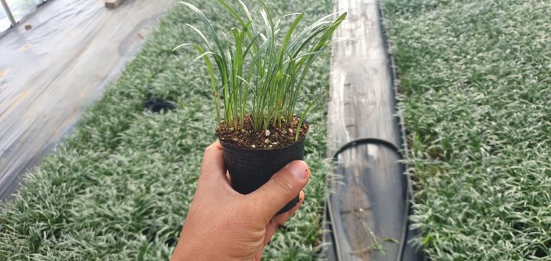 이은호님의 장터 판매 상품 [맥문동 포트묘(3인치)] 첨부 사진