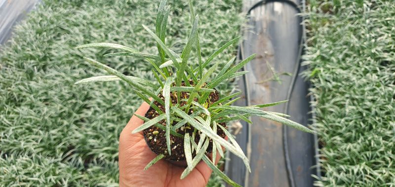 이은호님의 장터 판매 상품 [맥문동 포트묘(3인치)] 첨부 사진