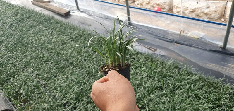 이은호님의 장터 판매 상품 [맥문동 포트묘(3인치)] 첨부 사진