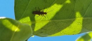 김현필님의 감 · 병해충상담 작성글 사진