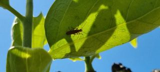 김현필님의 감 · 병해충상담 작성글 사진