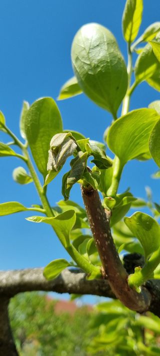 김현필님의 감 · 병해충상담 작성글 사진