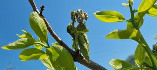 김현필님의 감 · 병해충상담 작성글 사진
