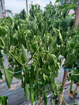 팜모닝 고추·병해충상담 게시글 이미지