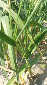 팜모닝 마늘·병해충상담 게시글 이미지