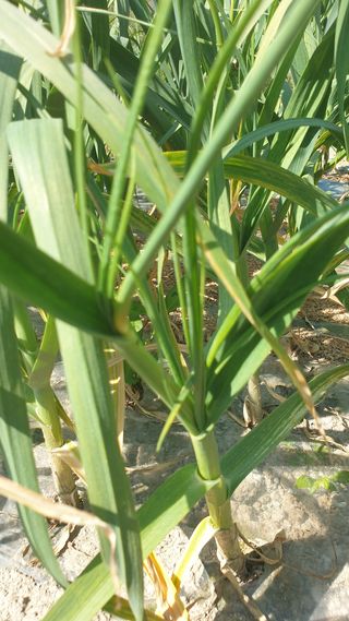 성주아낙네님의 마늘 · 병해충상담 작성글 사진