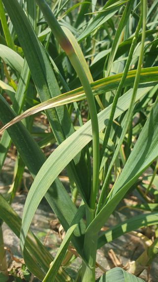 성주아낙네님의 마늘 · 병해충상담 작성글 사진