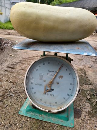 879412님의 오이 · 자유게시판 작성글 사진