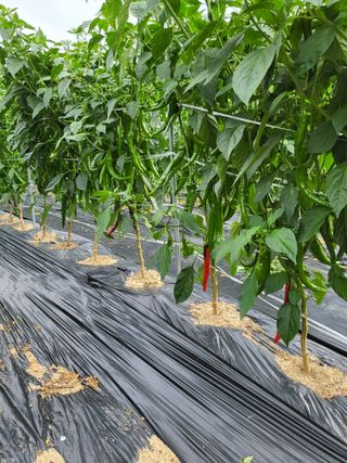 행복님의 고추 · 비료•농약 작성글 사진