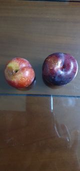 팜모닝 자두·자유게시판 게시글 이미지