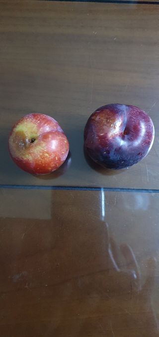 동심님의 자두 · 자유게시판 작성글 사진