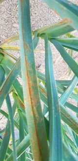 팜모닝 마늘·병해충상담 게시글 이미지