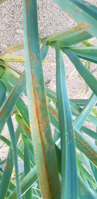 최봉식님의 마늘 · 병해충상담 작성글 사진