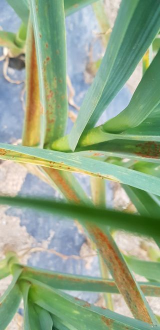 최봉식님의 마늘 · 병해충상담 작성글 사진