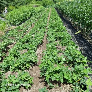 가야산자락한수덕님의 기타작물 · 자유게시판 작성글 사진