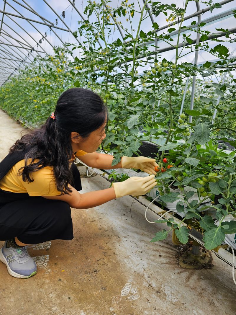 지니님의 장터 판매 상품 [방울토마토 3키로] 첨부 사진
