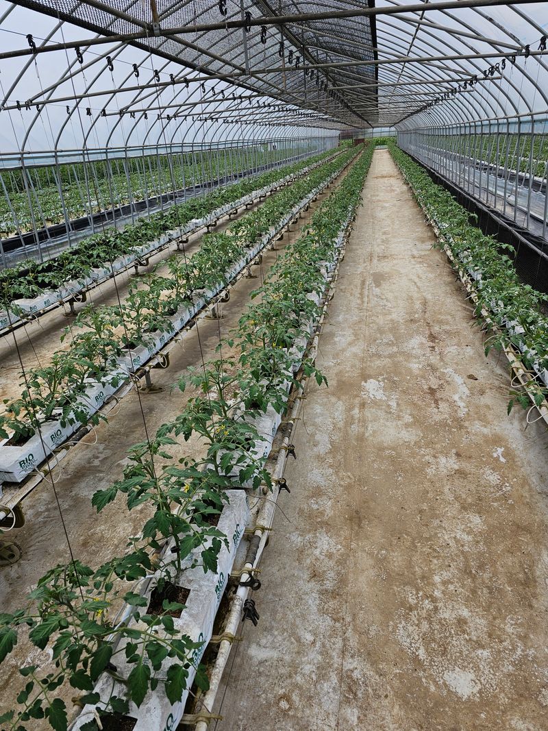 지니님의 장터 판매 상품 [방울토마토 3키로] 첨부 사진