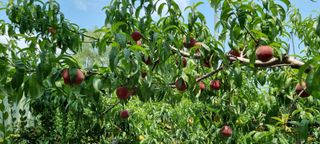 도화촌님의 복숭아 · 자유게시판 작성글 사진