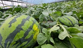 그린톡톡 오계상님의 기타작물 · 자유게시판 작성글 사진