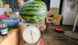 그린톡톡 오계상님의 기타작물 · 자유게시판 작성글 사진