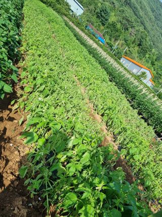 조애순님의 참깨 · 병해충상담 작성글 사진