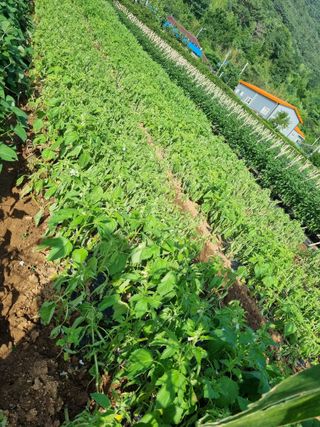 조애순님의 참깨 · 병해충상담 작성글 사진