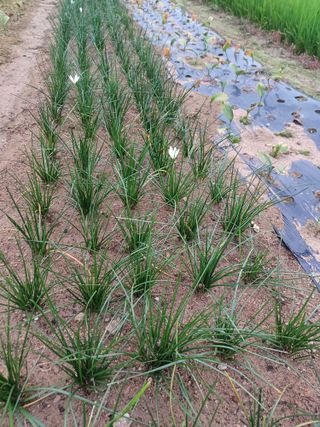 팜모닝회원 김순달 님의 기타작물 · 자유게시판 작성글 사진