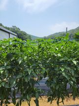 팜모닝 고추·지주설치•유인•성장 게시글 이미지