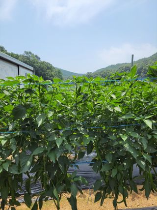 북극성짱님의 고추 · 지주설치•유인•성장 작성글 사진