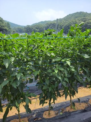 북극성짱님의 고추 · 지주설치•유인•성장 작성글 사진