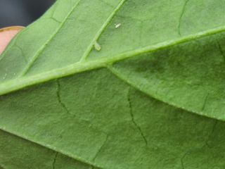 북극성짱님의 고추 · 지주설치•유인•성장 작성글 사진