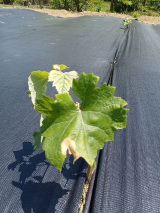 김미경님의 기타작물 · 병해충상담 작성글 사진