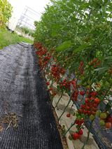 팜모닝 토마토·일상 게시글 이미지