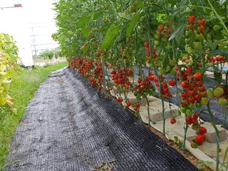 화성시정남면신리님의 토마토 · 일상 작성글 사진