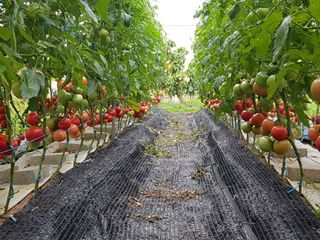 화성시정남면신리님의 토마토 · 일상 작성글 사진