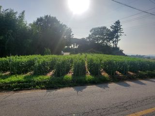 사자님의 참깨 · 병해충상담 작성글 사진