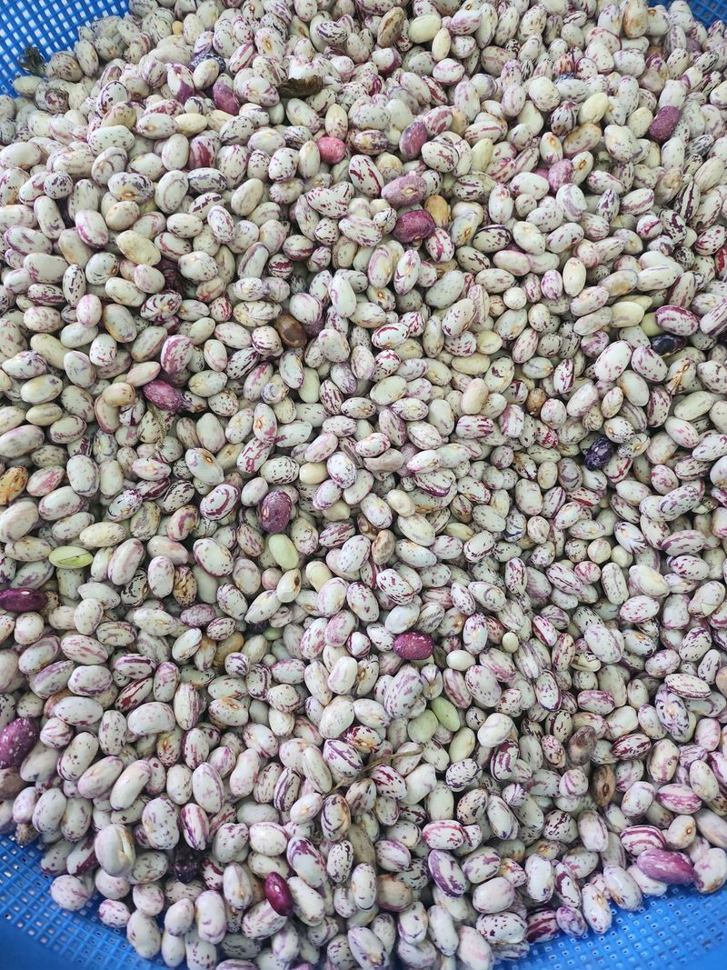 최정해님의 장터 판매 상품 [호랑이콩] 첨부 사진