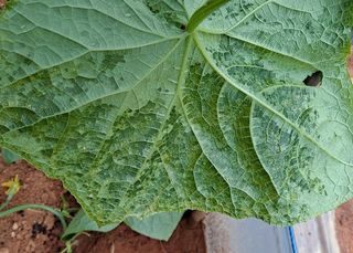 귀농 4년/지성훈님의 오이 · 병해충상담 작성글 사진