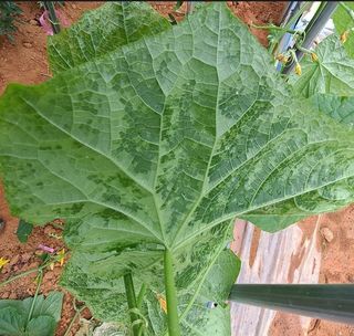 귀농 4년/지성훈님의 오이 · 병해충상담 작성글 사진