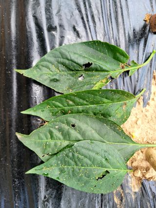 조용길님의 고추 · 병해충상담 작성글 사진