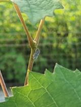 팜모닝 포도·병해충상담 게시글 이미지