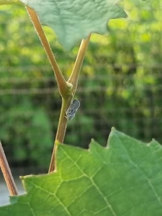 석나원님의 포도 · 병해충상담 작성글 사진